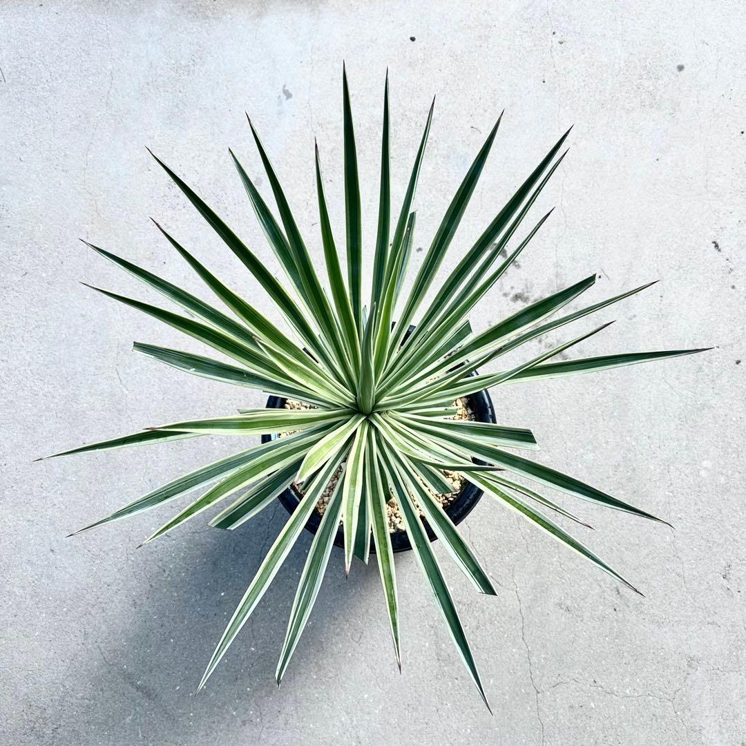 ユッカ アロイフォリア 斑入り②バリエガータ 千寿蘭