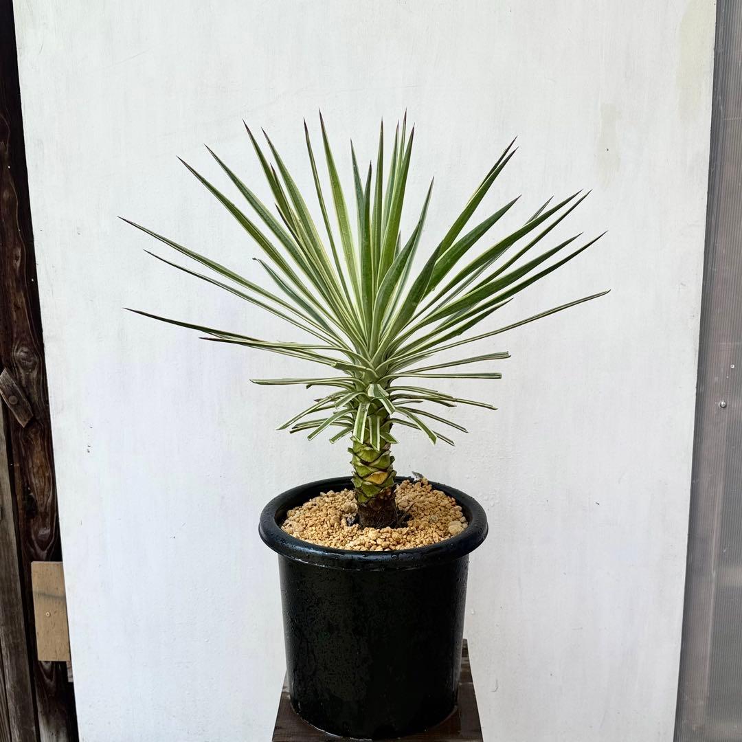 ユッカ アロイフォリア 斑入り②バリエガータ 千寿蘭