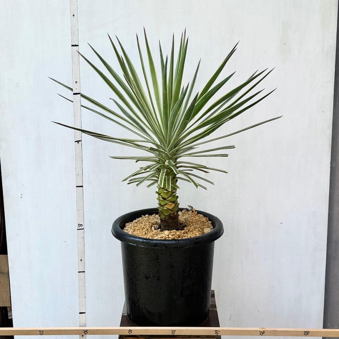 ユッカ アロイフォリア 斑入り②バリエガータ 千寿蘭