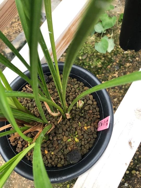 ☆薩摩寒蘭　紫尾山取り　大輪濃紅花無点系　株分け3条☆