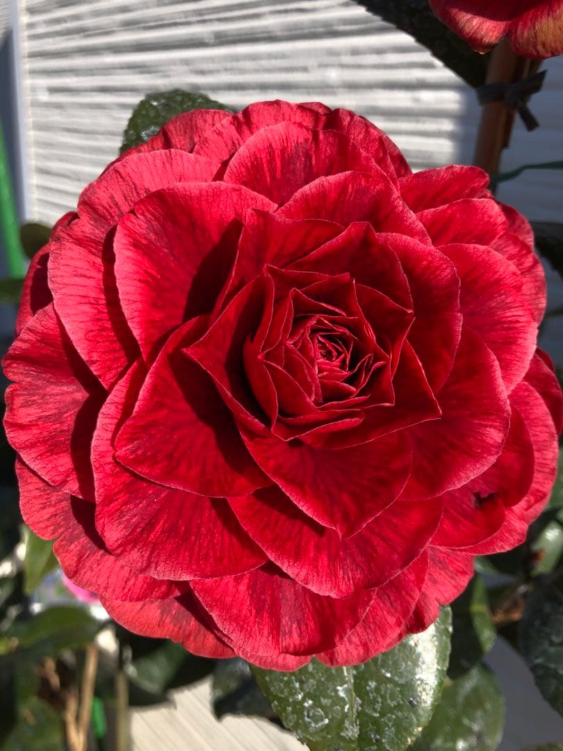 金華美女　椿　接木苗　鉢底約75cm