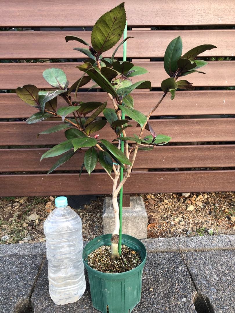 金華美女　椿　接木苗　鉢底約75cm