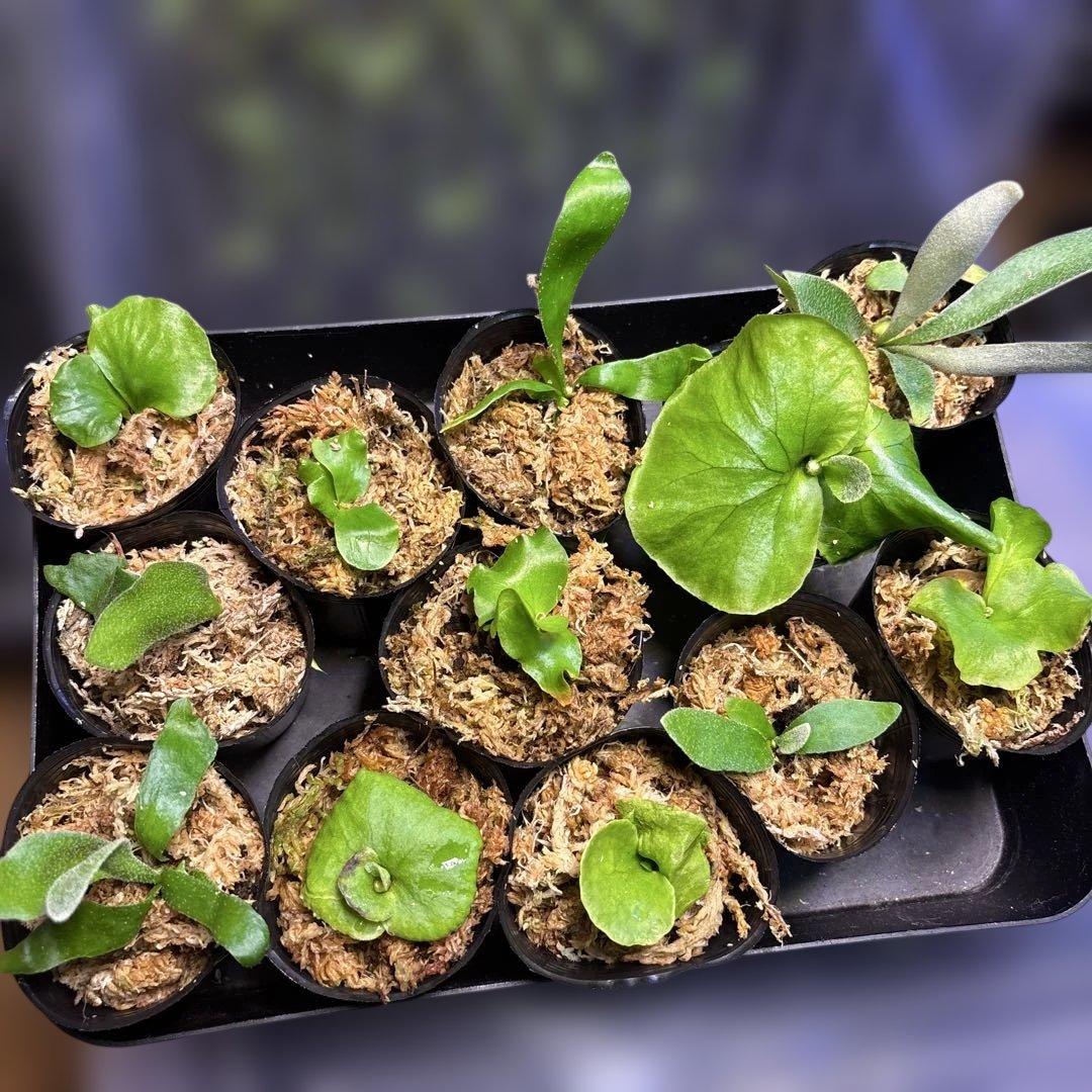 ビカクシダ　胞子培養　１２株