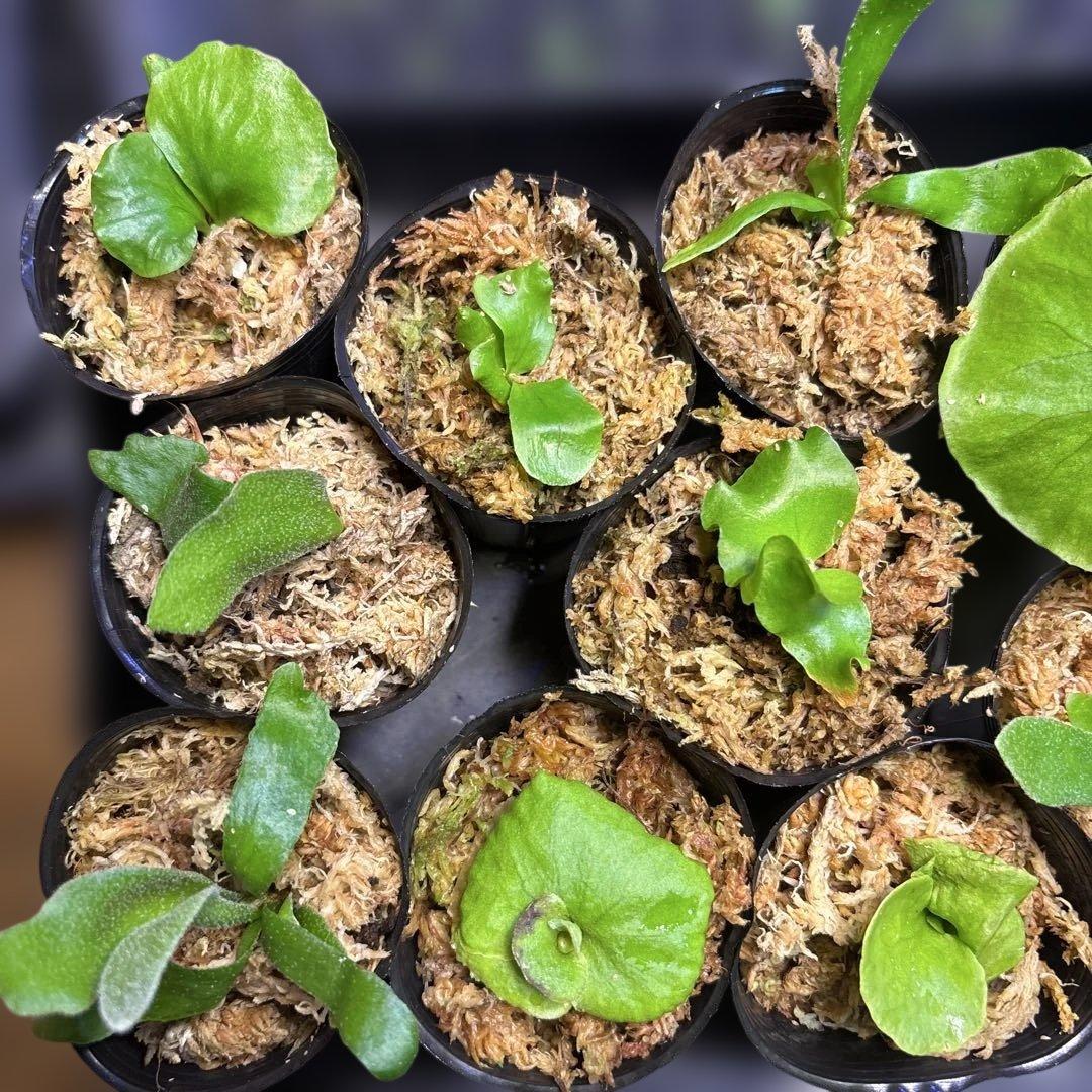 ビカクシダ　胞子培養　１２株