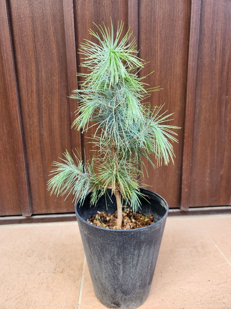 マルチネス　ピニョンマツ　ピニョン松　鉢植え　シルバーリーフ