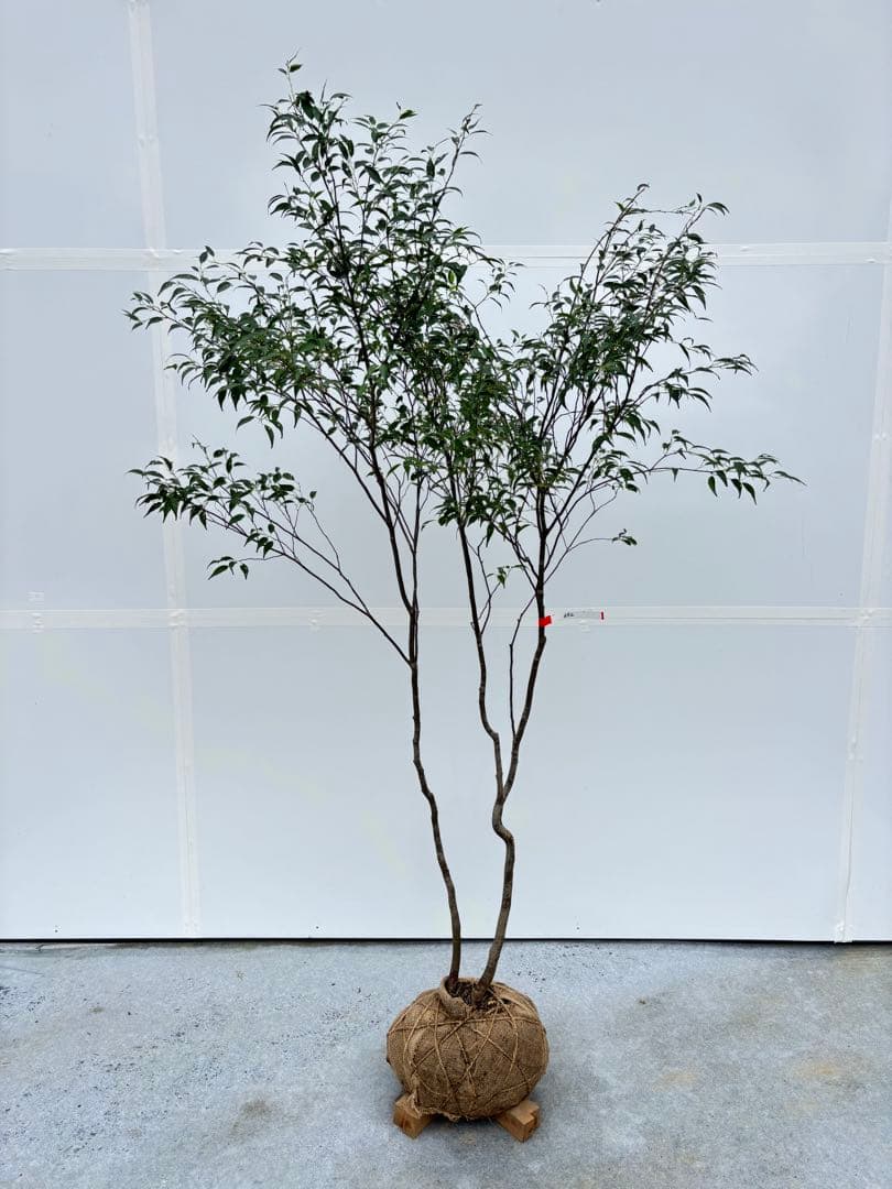 美しい樹形が魅力的 山採り ハイノキ 株立 692 樹高1.8m位 高級樹