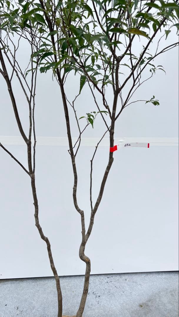 美しい樹形が魅力的 山採り ハイノキ 株立 692 樹高1.8m位 高級樹