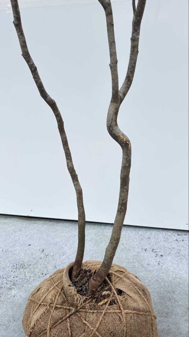 美しい樹形が魅力的 山採り ハイノキ 株立 692 樹高1.8m位 高級樹