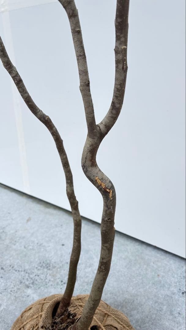 美しい樹形が魅力的 山採り ハイノキ 株立 692 樹高1.8m位 高級樹