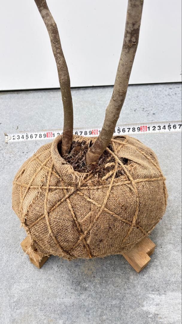 美しい樹形が魅力的 山採り ハイノキ 株立 692 樹高1.8m位 高級樹