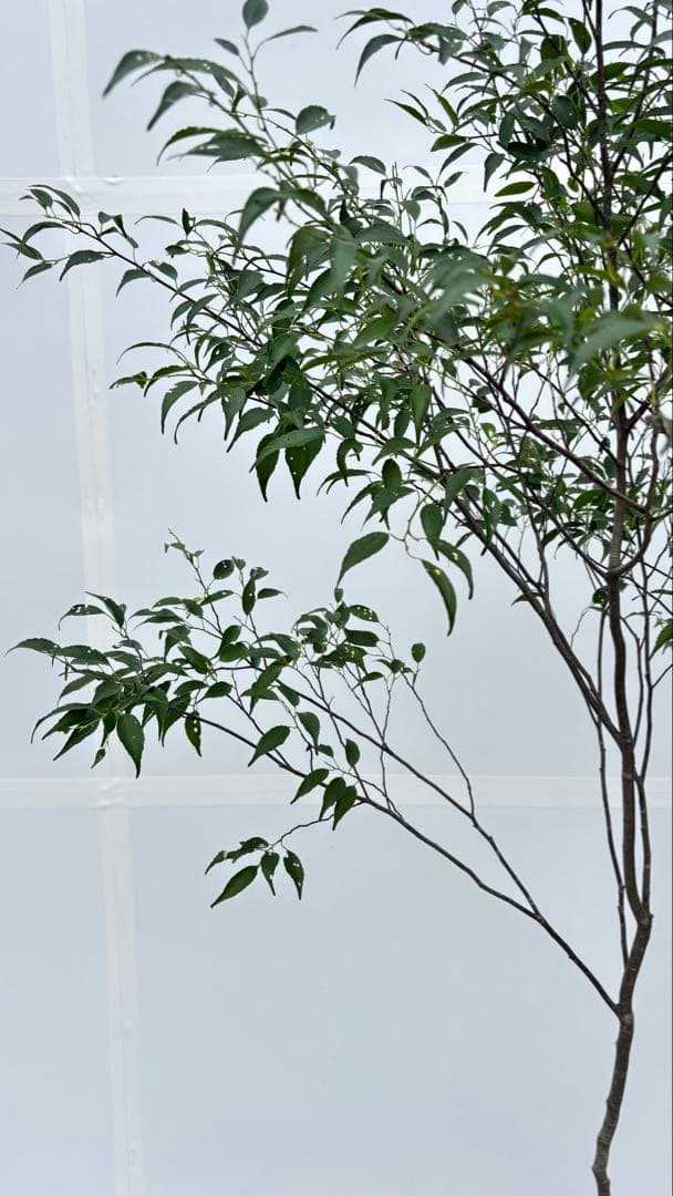 美しい樹形が魅力的 山採り ハイノキ 株立 692 樹高1.8m位 高級樹