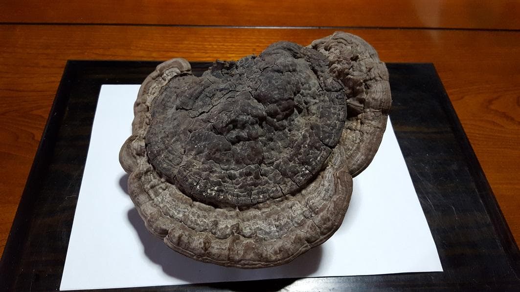 サルノコシカケ