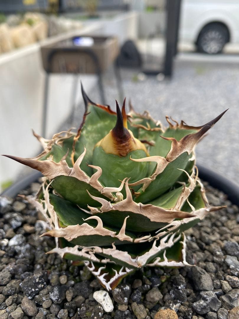 アガベ　オテロイ　実生