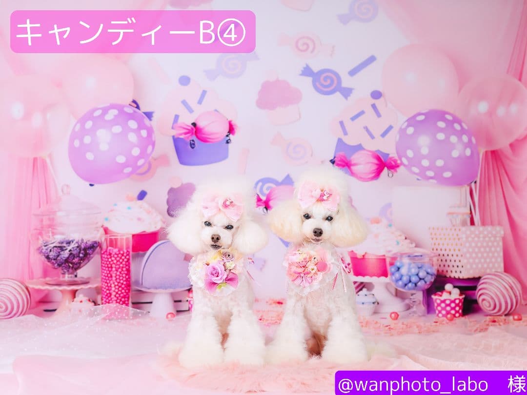 背景布【　ハートI　】サンプル　バレンタイン撮影用♪　トリミングチョーカー販売中