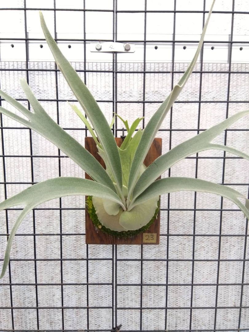 ビカクシダ ベイチー AR 子株 23