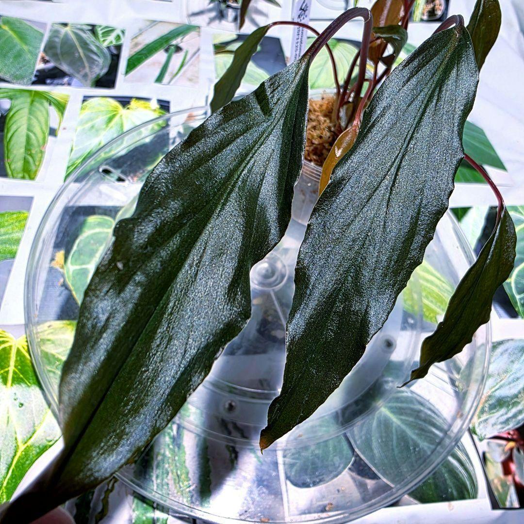 熱帯植物　ホマロメナsp.スラウェシ　黒葉