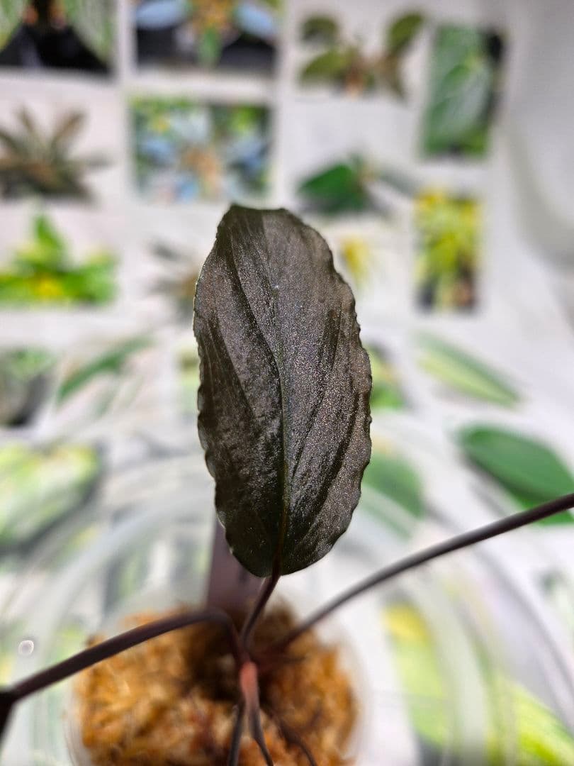 熱帯植物　ホマロメナsp.スラウェシ　黒葉