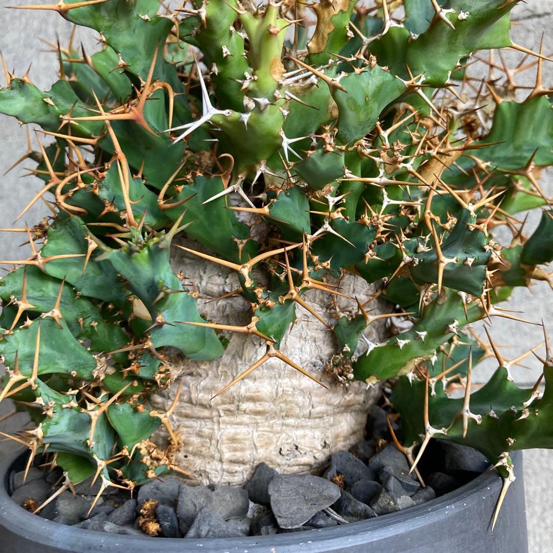 発根済み ユーフォルビア クラビゲラ