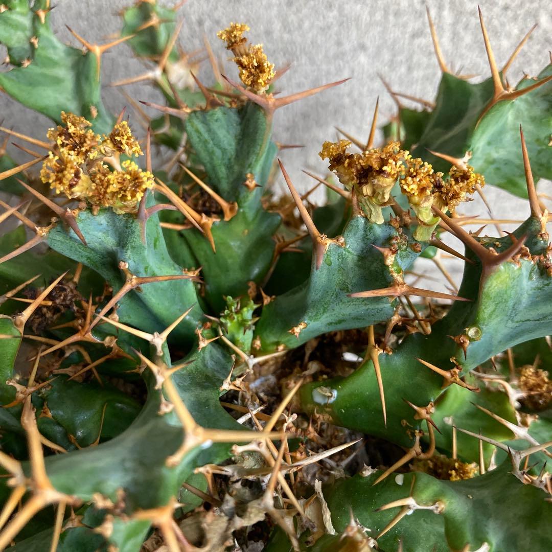 発根済み ユーフォルビア クラビゲラ