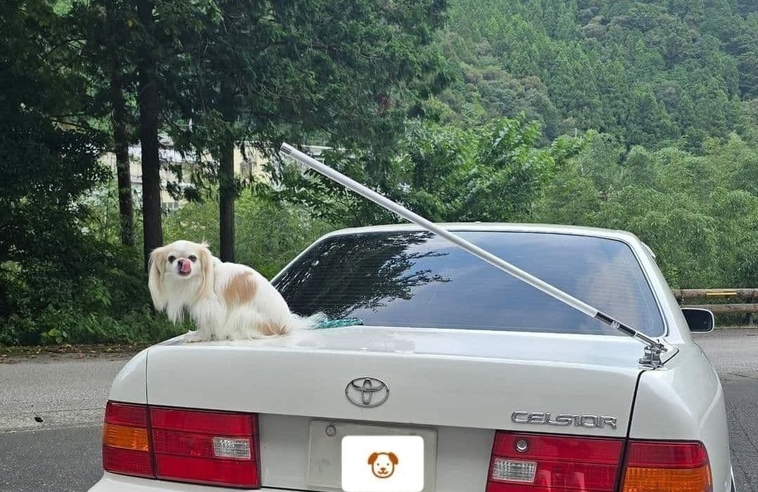 最新作！送料込！　VIPアンテナ1m白　本物　ジャンクションプロデュース