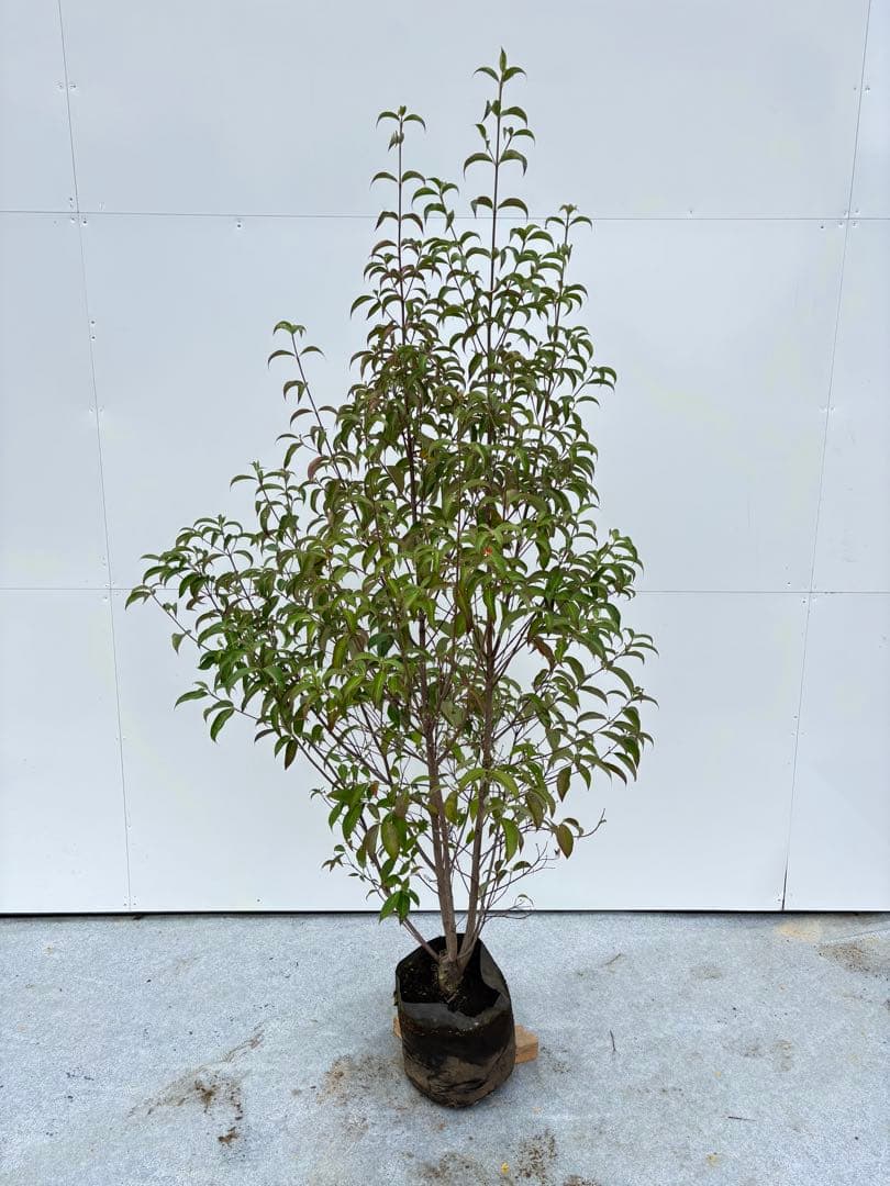 シンボルツリーに最適 常緑ヤマボウシ 666 樹高1.8m位 ホンコンエンシス