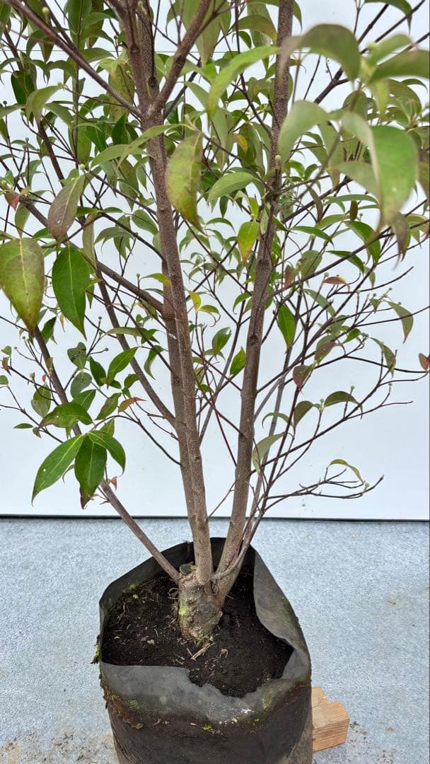 シンボルツリーに最適 常緑ヤマボウシ 666 樹高1.8m位 ホンコンエンシス