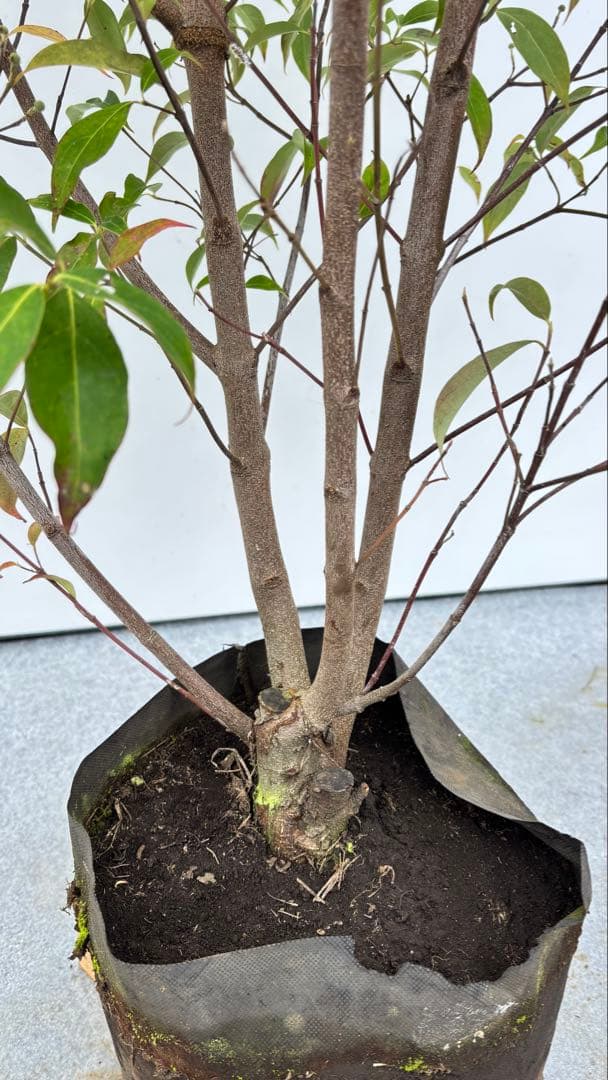 シンボルツリーに最適 常緑ヤマボウシ 666 樹高1.8m位 ホンコンエンシス