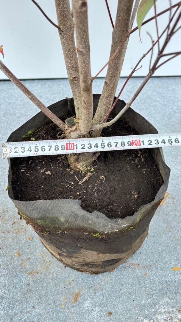 シンボルツリーに最適 常緑ヤマボウシ 666 樹高1.8m位 ホンコンエンシス