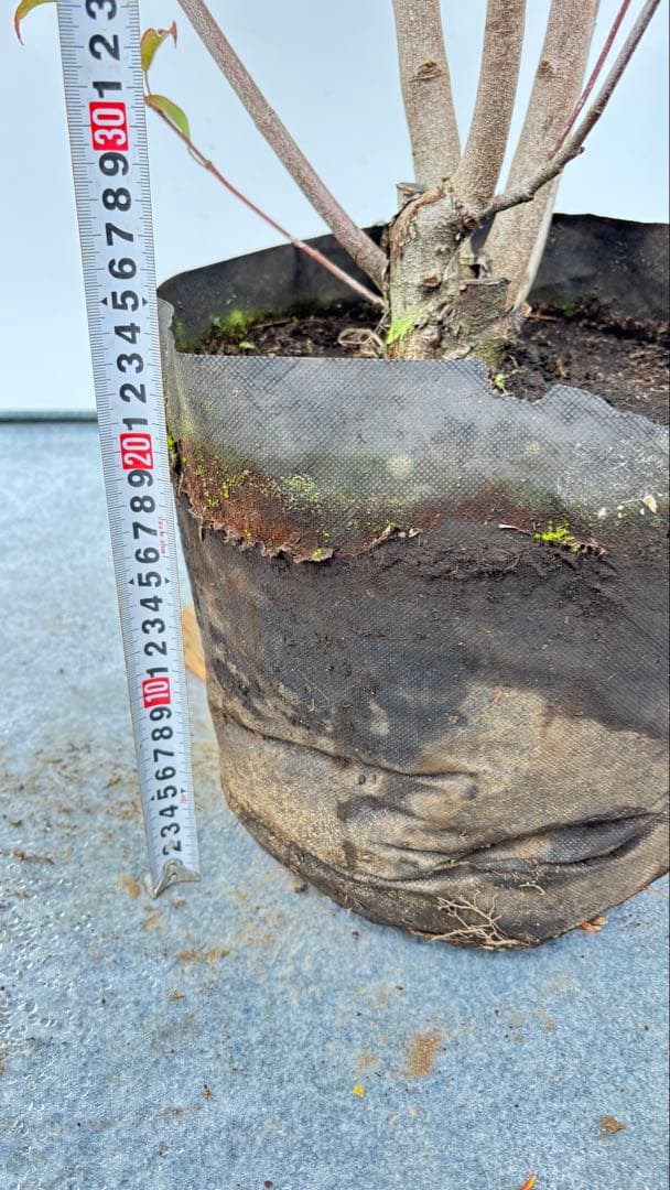 シンボルツリーに最適 常緑ヤマボウシ 666 樹高1.8m位 ホンコンエンシス