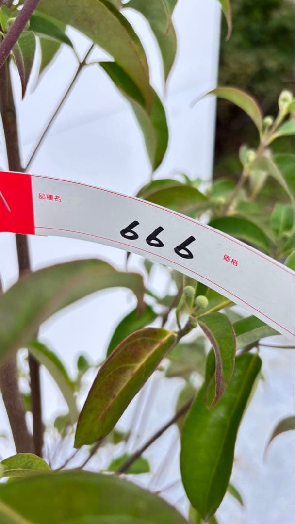 シンボルツリーに最適 常緑ヤマボウシ 666 樹高1.8m位 ホンコンエンシス