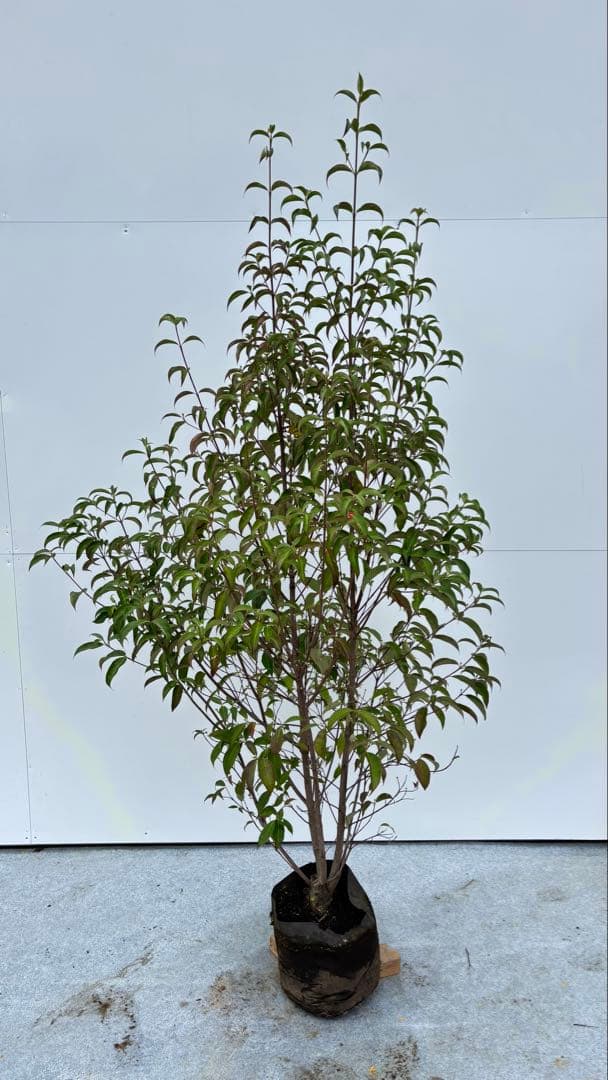 シンボルツリーに最適 常緑ヤマボウシ 666 樹高1.8m位 ホンコンエンシス