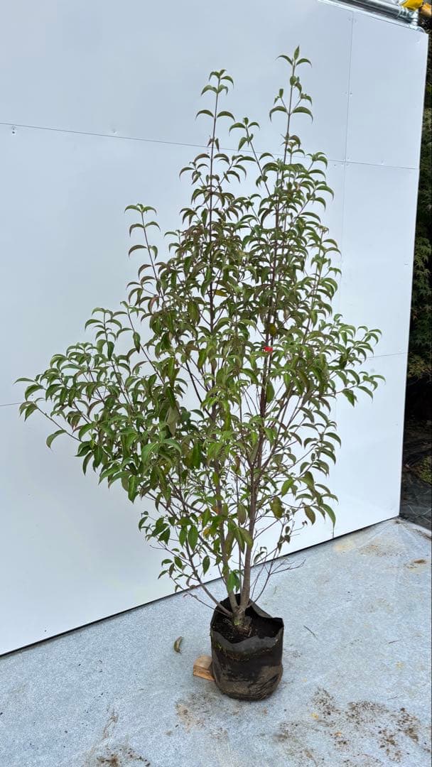 シンボルツリーに最適 常緑ヤマボウシ 666 樹高1.8m位 ホンコンエンシス