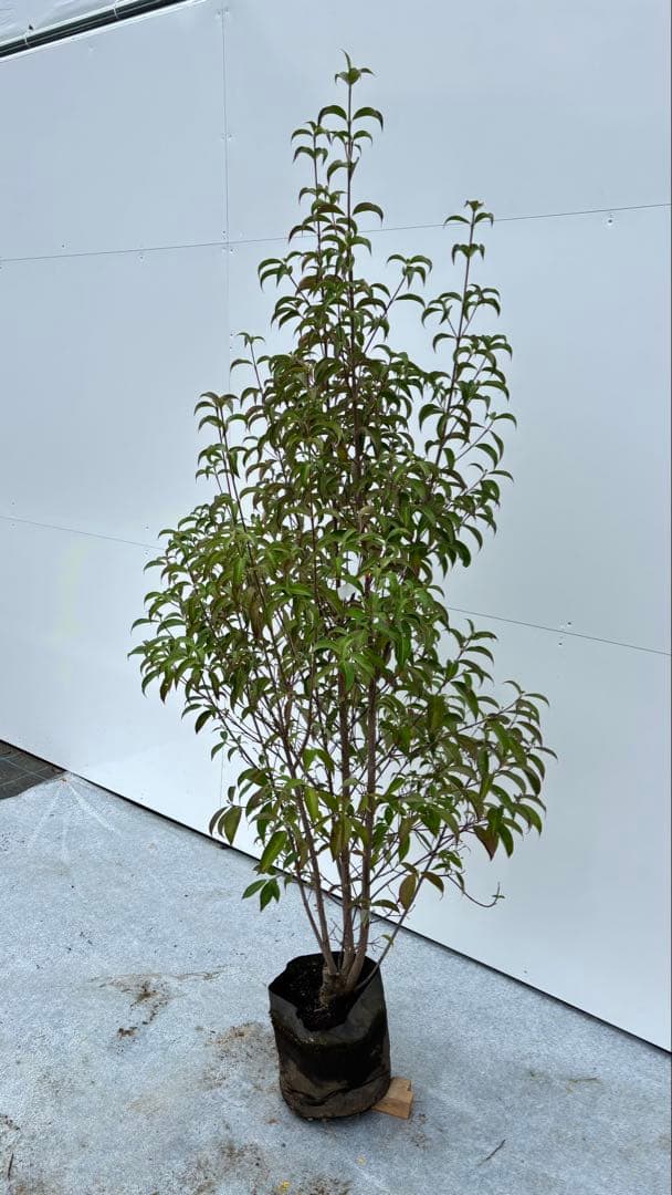 シンボルツリーに最適 常緑ヤマボウシ 666 樹高1.8m位 ホンコンエンシス