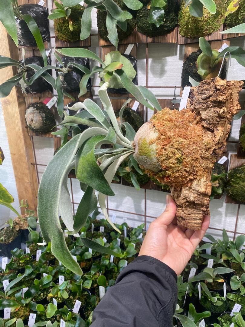 ベイチーワイルド　胞子培養　コルク付け　2/14