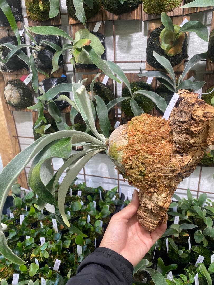 ベイチーワイルド　胞子培養　コルク付け　2/14