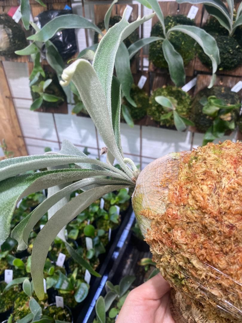 ベイチーワイルド　胞子培養　コルク付け　2/14