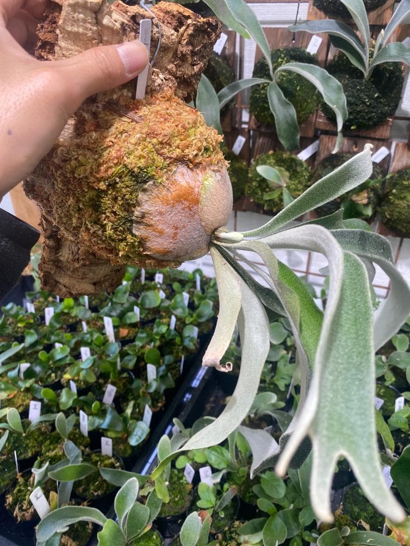 ベイチーワイルド　胞子培養　コルク付け　2/14