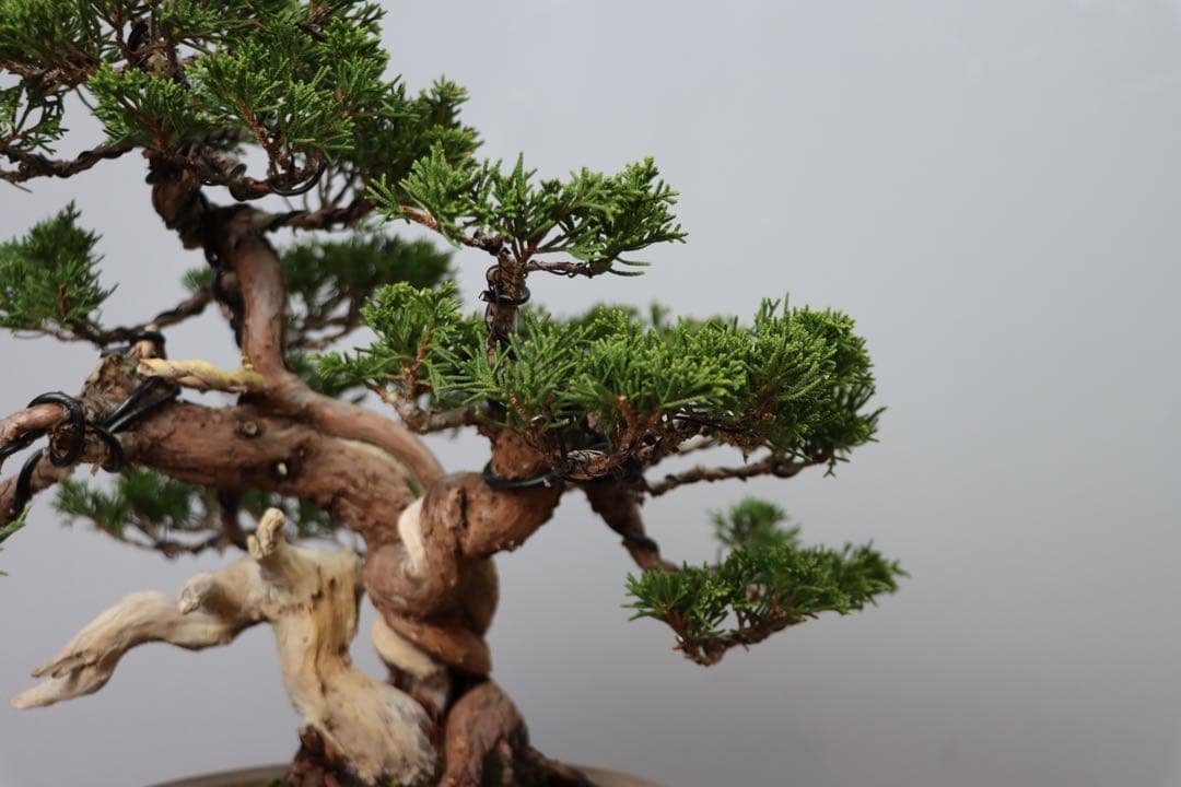 【セール】真柏/小品