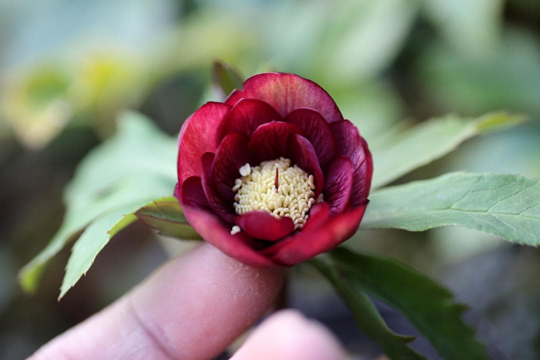 クリスマスローズ 開花株 DDミスティークhybベイン