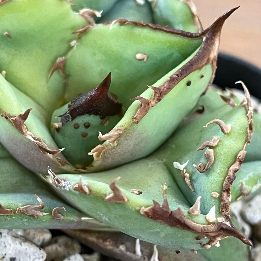 【クリスマスセール】♯20 優秀　太棘　ぶつぶつ アガベ　チタノタ　鰐亀　TC