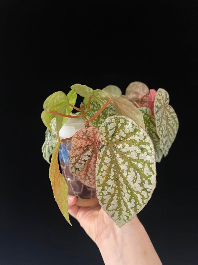 セール　レア　ベゴニア スノーキャップド