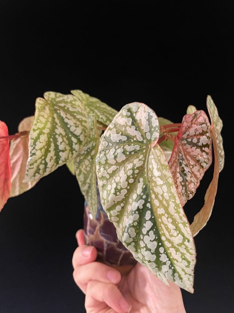 セール　レア　ベゴニア スノーキャップド