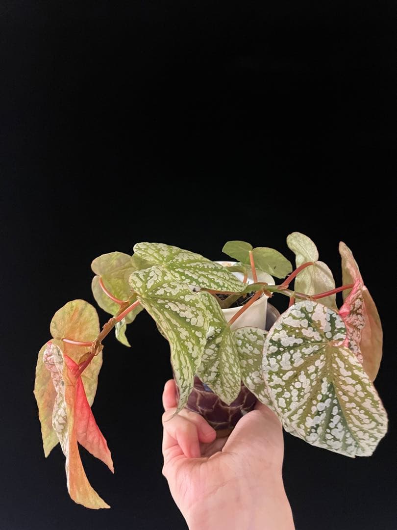 セール　レア　ベゴニア スノーキャップド