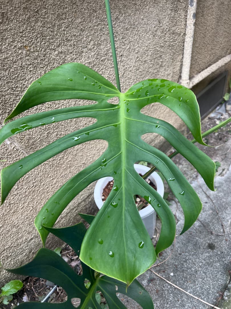 【スケルトン】トップカット モンステラ