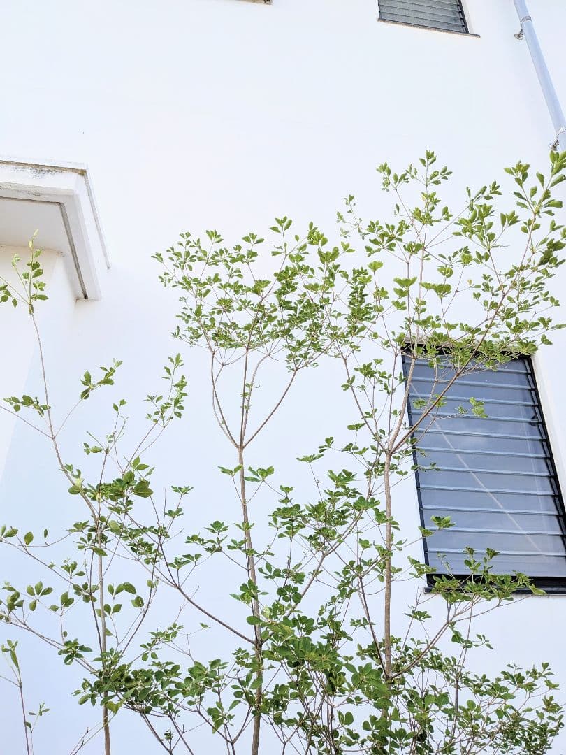 ジャンケンさま専用。山採りドウダンツツジ。