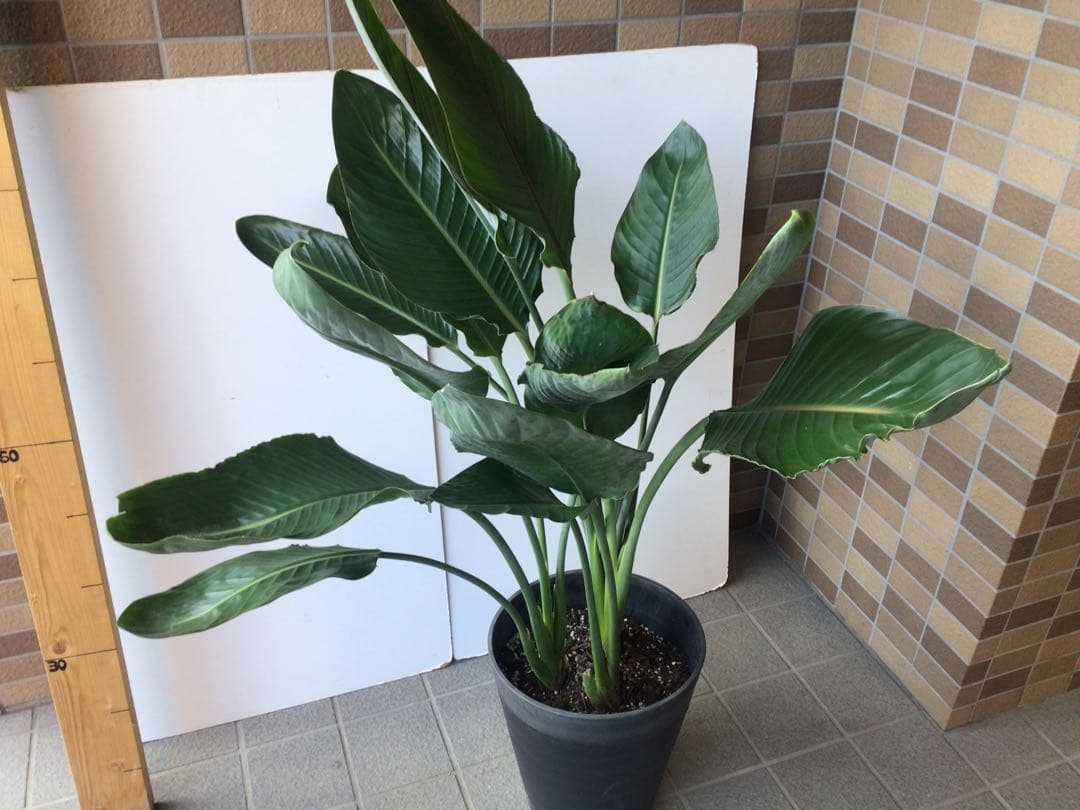 ①成熟した株でお花咲ます‼︎ ストレチア・極楽鳥花１０号鉢