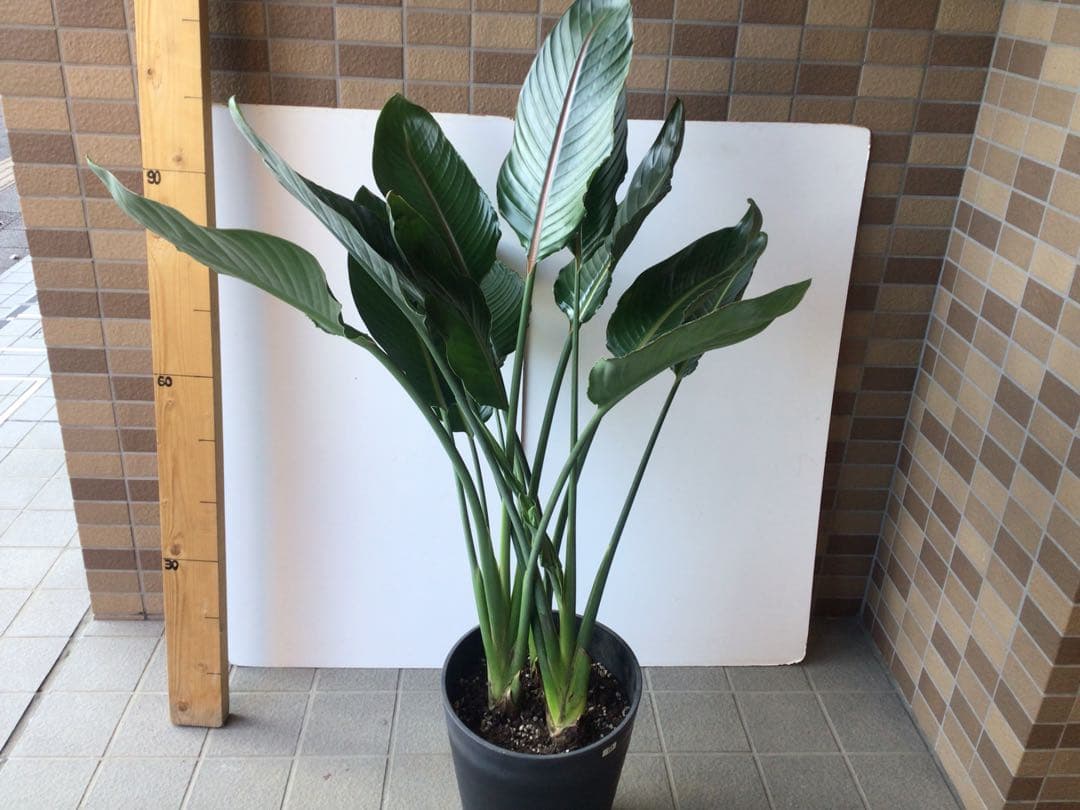 ①成熟した株でお花咲ます‼︎ ストレチア・極楽鳥花１０号鉢