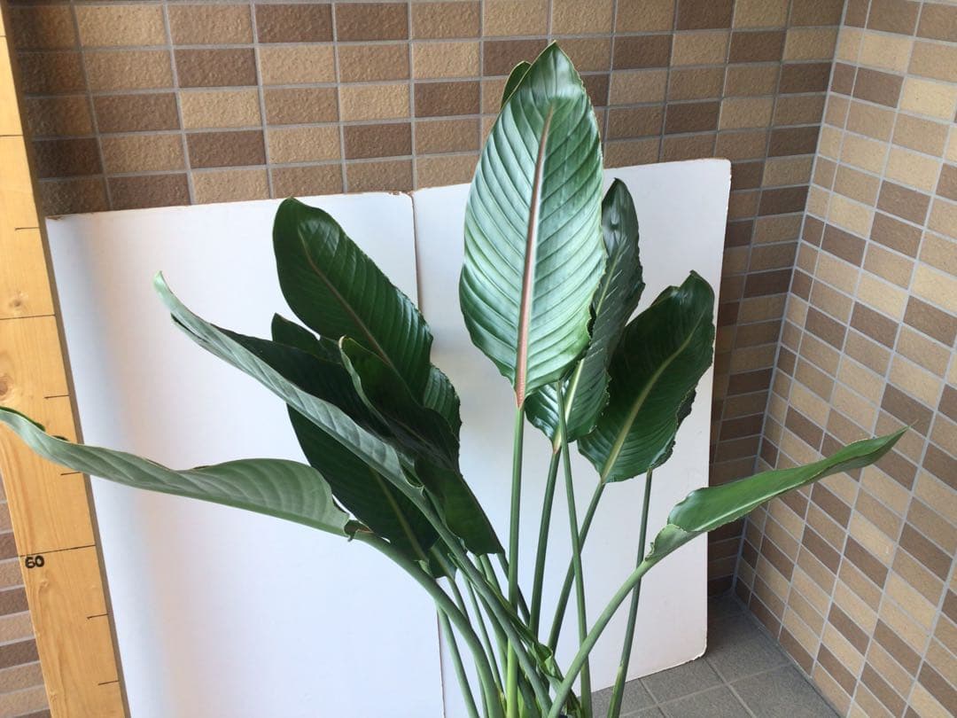 ①成熟した株でお花咲ます‼︎ ストレチア・極楽鳥花１０号鉢