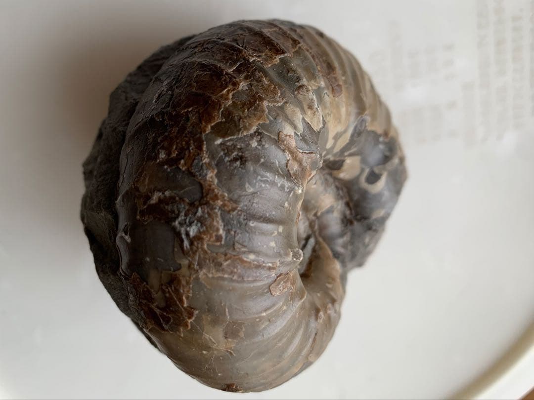 ※なか　確認用　アンモナイト2個セット