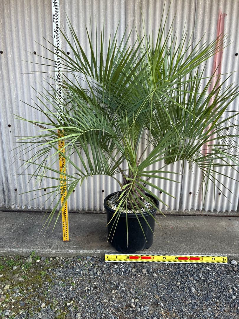 ココスヤシ　　No.10 シルバーリーフ 送料込み価格